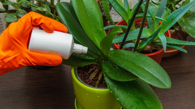 hand giving fertilizer to orchid