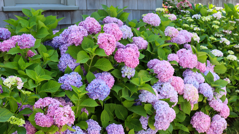 Want Stunning, Long-Lasting Hydrangea Blooms? Plant Them At This Time