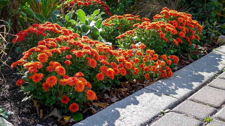 orange mums planted in garden
