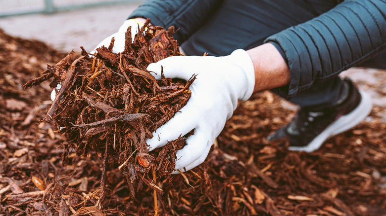 Gardener handling bark mulch