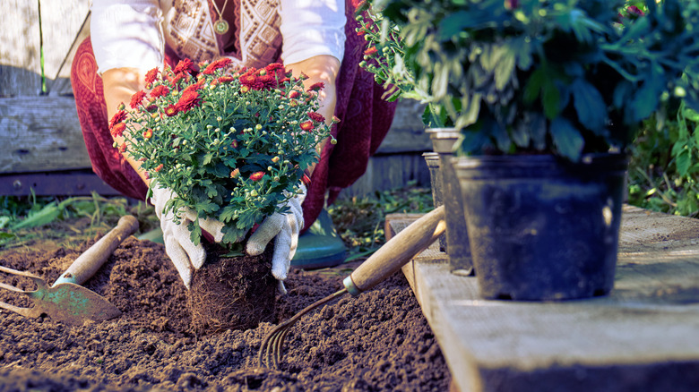 Hands in protective gloves planting a bush of a red chrysanthemum to the earth in the garden.