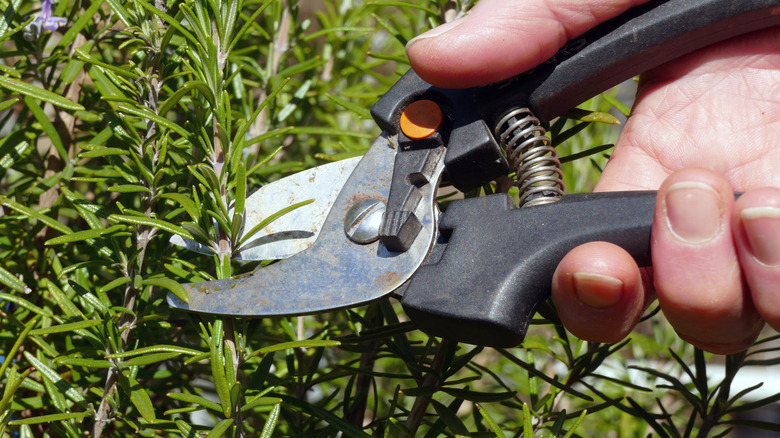 Closeup of a hand pruning a green stem of rosemary with garden shears.