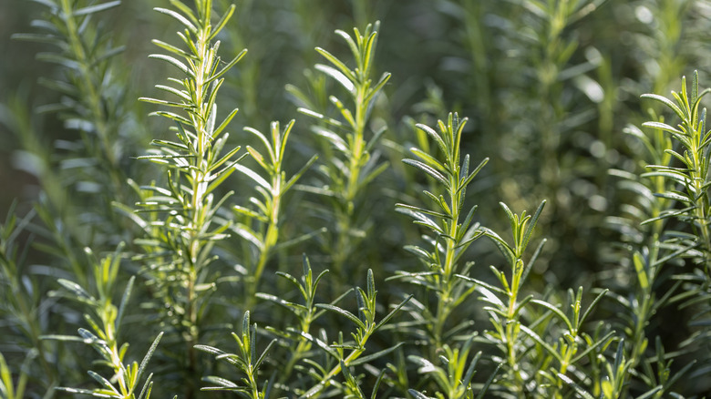 Closeup of healthy green rosemary stems growing outside, with sunlight highlighting the green needle-like leaves.