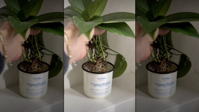 A woman's hand holding up green houseplants with roots from an old candle jar on a shelf