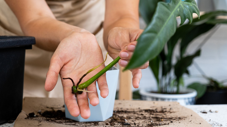 A woman's hand holding a propagated plant with roots growing from it