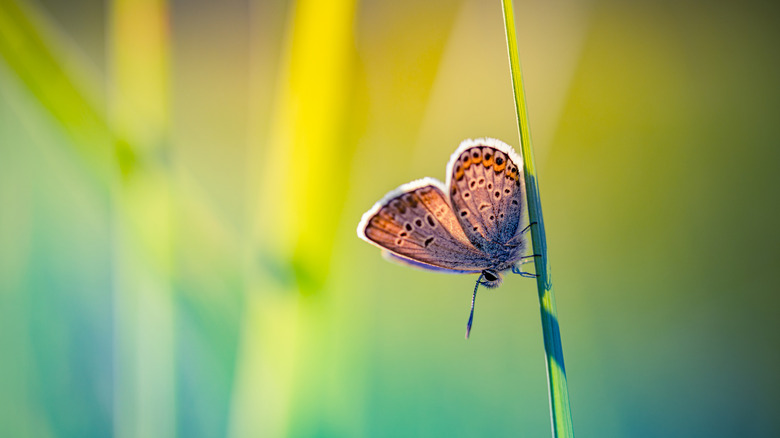 A butterfly perched on a blade of grass