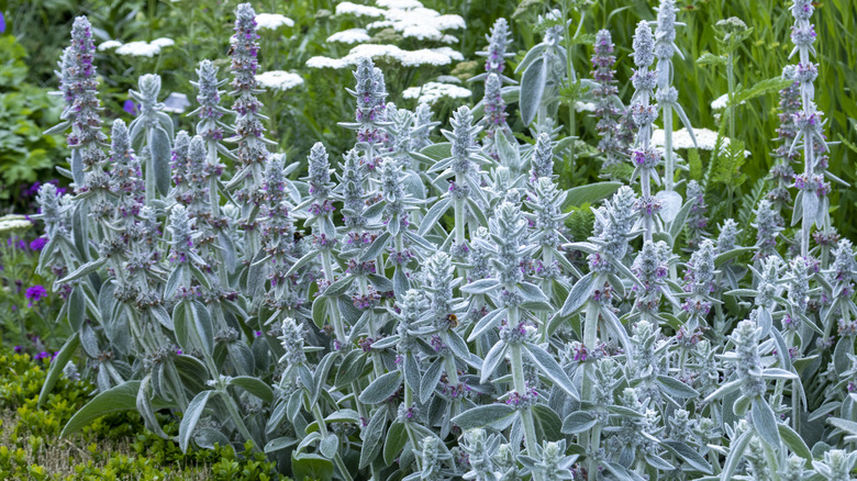 Flowering lamb's ear in garden