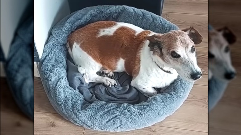 Small old dog curled up in handmade no-sew pet bed