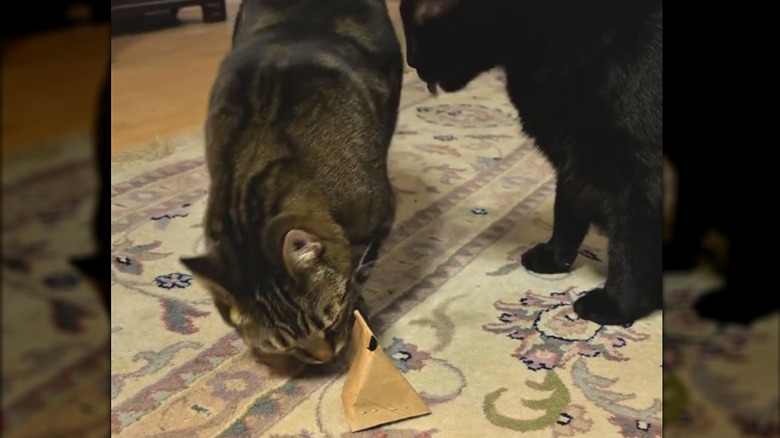 Cats playing with upcycled paper towel tube with treats