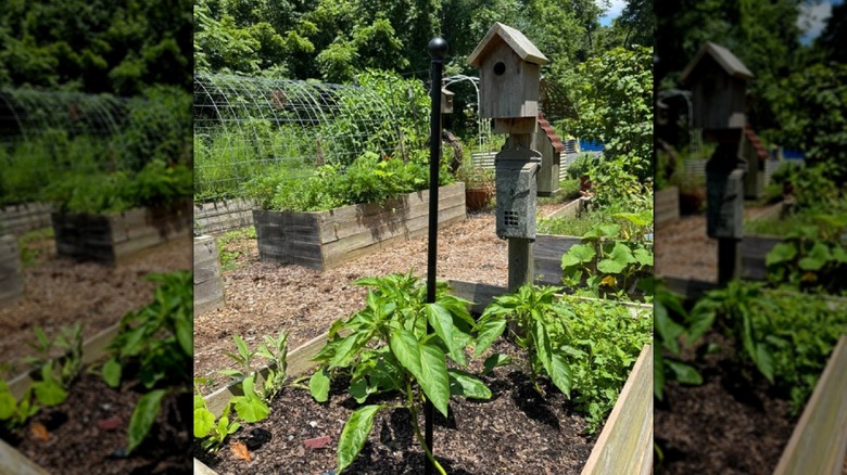 Curtain rod used as plant support stake in the garden