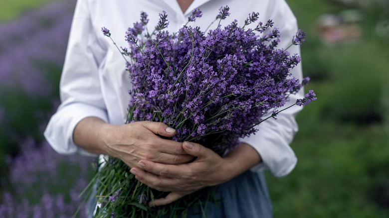 woman holding bouquet of freshly-picked lavender