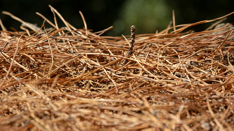 pile of dried pine needles