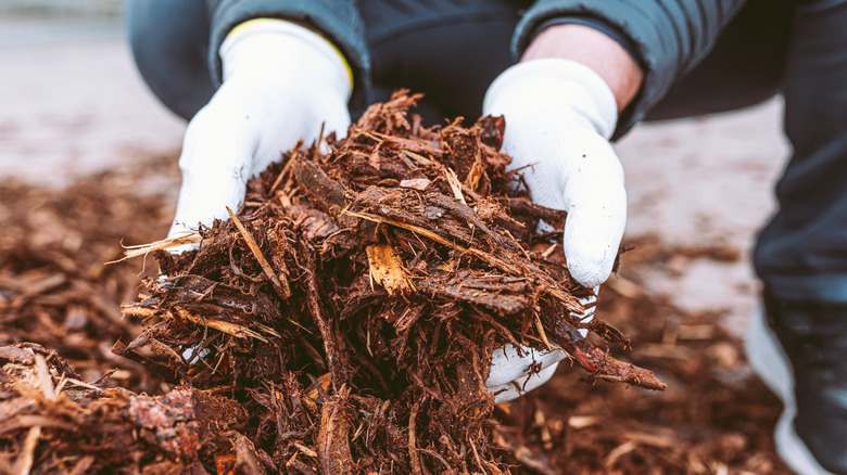 person holding shredded mulch