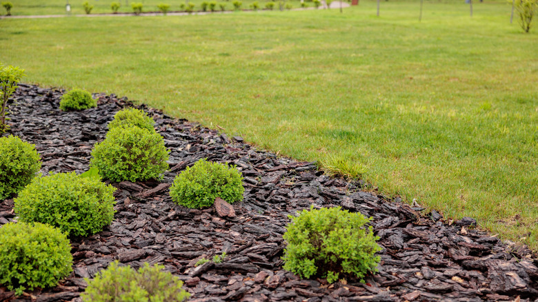 Plants landscaped with pine bark mulch