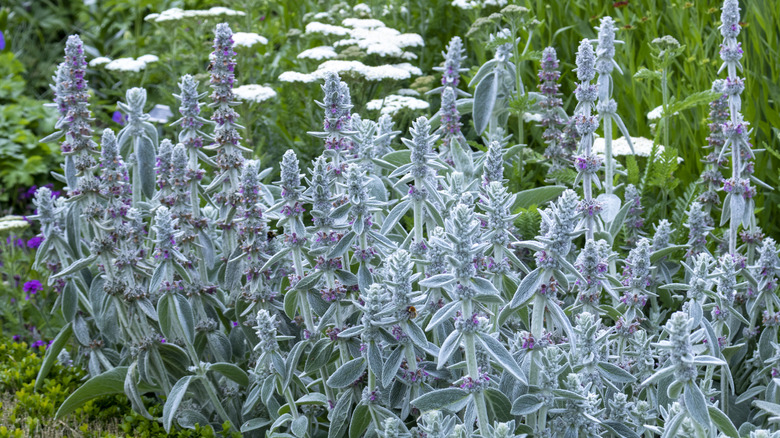 A dense patch of Lamb's ears in bloom.