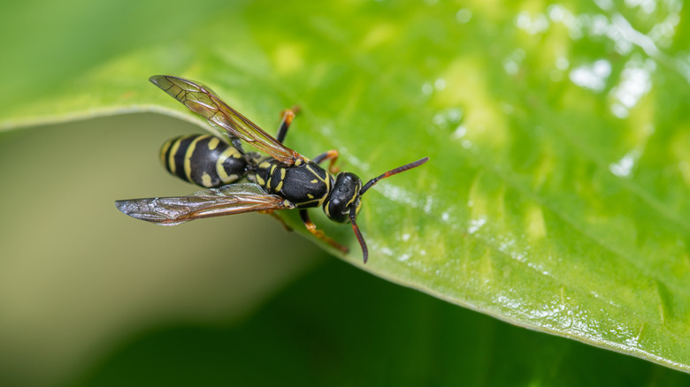 Wasp on the edge of a leaf