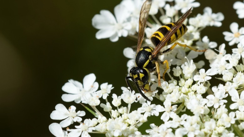 Yellow jack wasp on Queen Anne's lace flowers