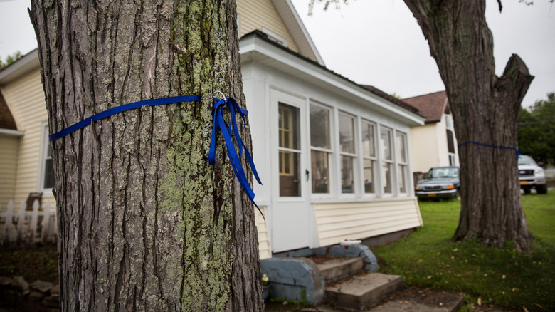 Blue ribbon tied to a tree trunk in front of a house