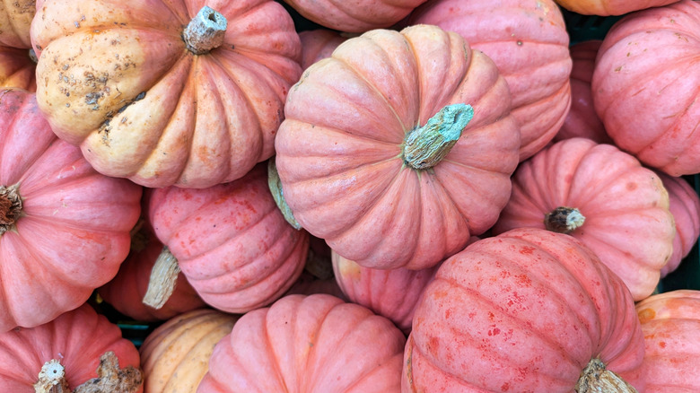 A small bunch of pink pumpkins