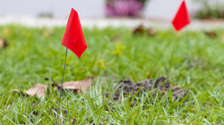 Two small red flags are stuck into a home lawn.