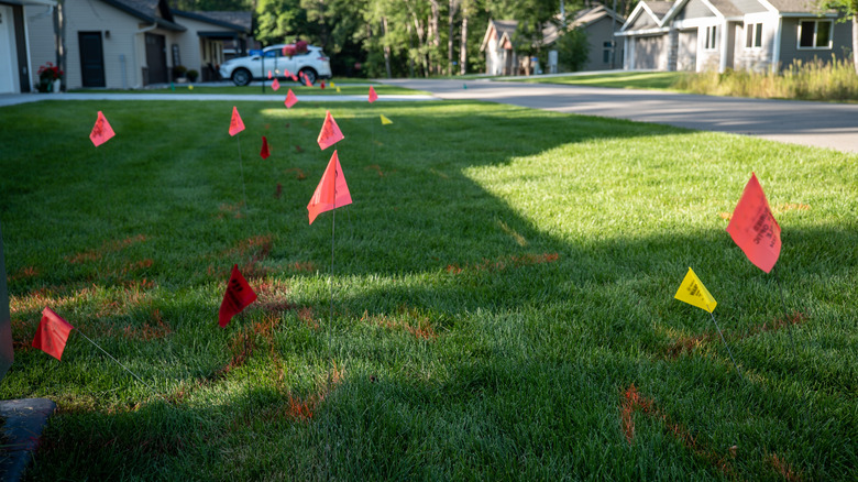 Spray-painted red lines surround multiple red flags in the lawn.