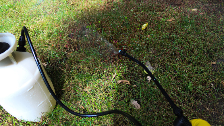 Person wearing yellow gloves spraying a lawn