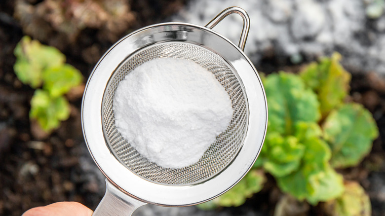 Hand holding a sieve of baking soda over plants