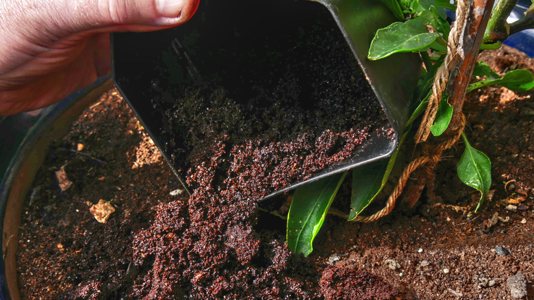 A hand pours spent coffee grounds around the base of a potted plant.