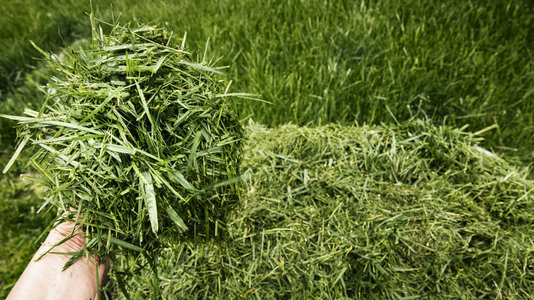 Hand holding freshly cut grass clippings