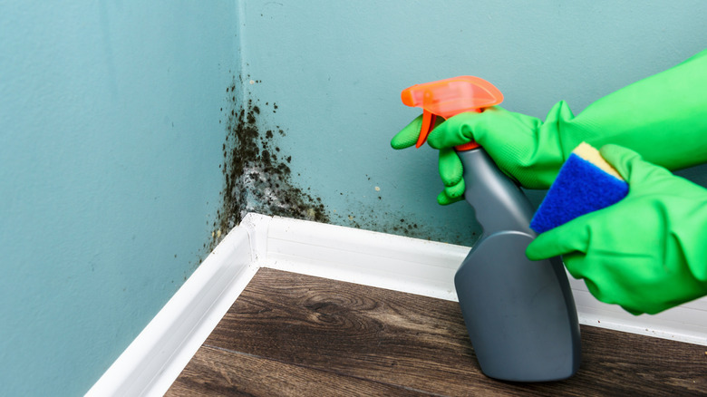Hands spraying mold growth on painted wall