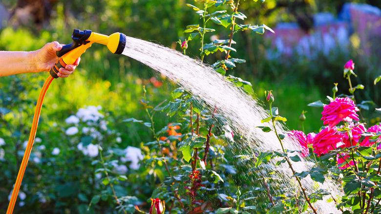 A hand using a hose and spray nozzle to water pink flowers.