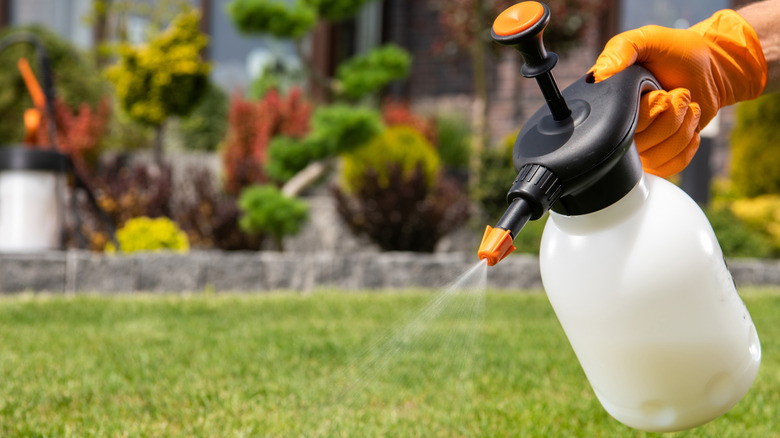 A gloved hand spraying liquid treatment onto a green lawn.