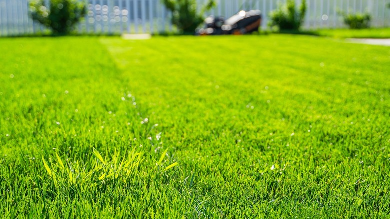 A healthy, green lawn.