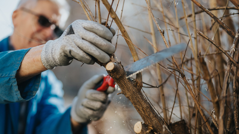 A gardener pruning a dead tree