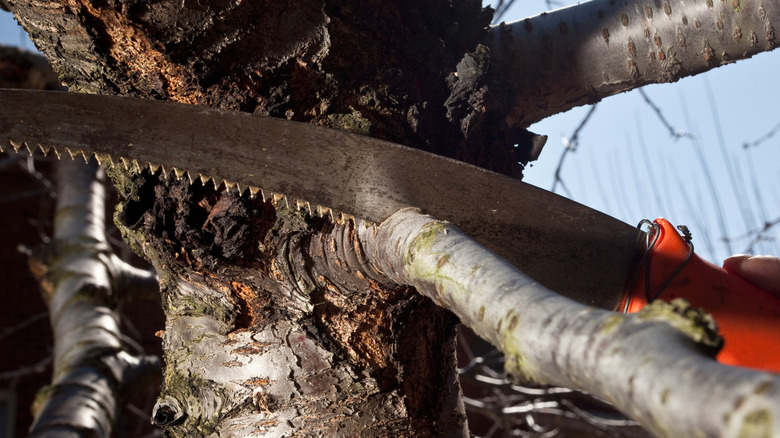 A pruning saw cutting a branch off a tree