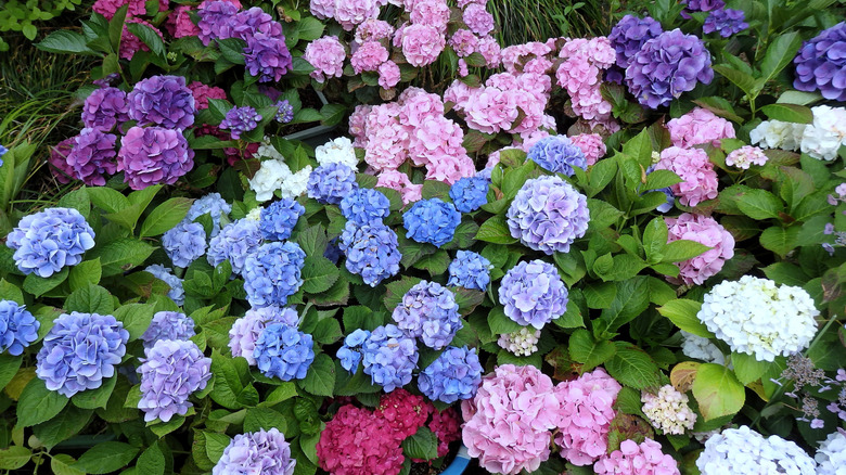 Beautiful, multi-color hydrangeas