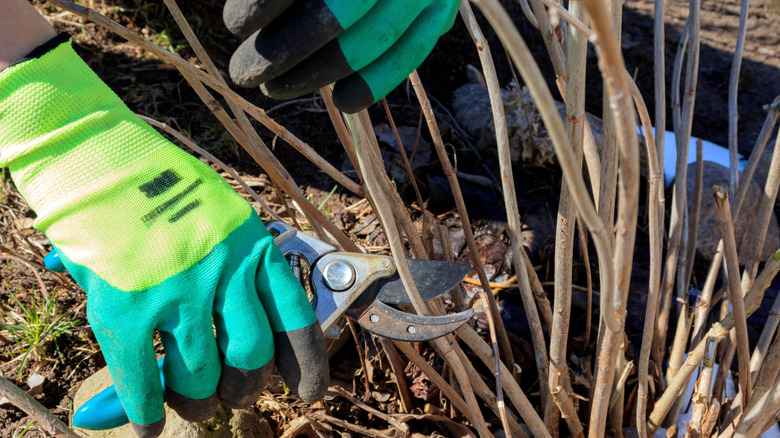 Pruning hydrangea