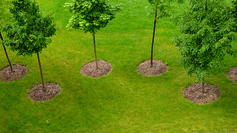 Five trees surrounded by mulch circles on a green lawn