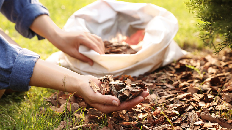 A person takes mulch out of a bag on a sunny day