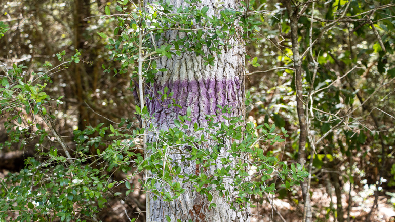 Purple paint line on trunk of a tree in the woods
