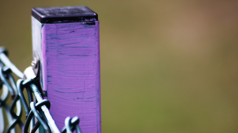 Metal fence post painted purple on one side
