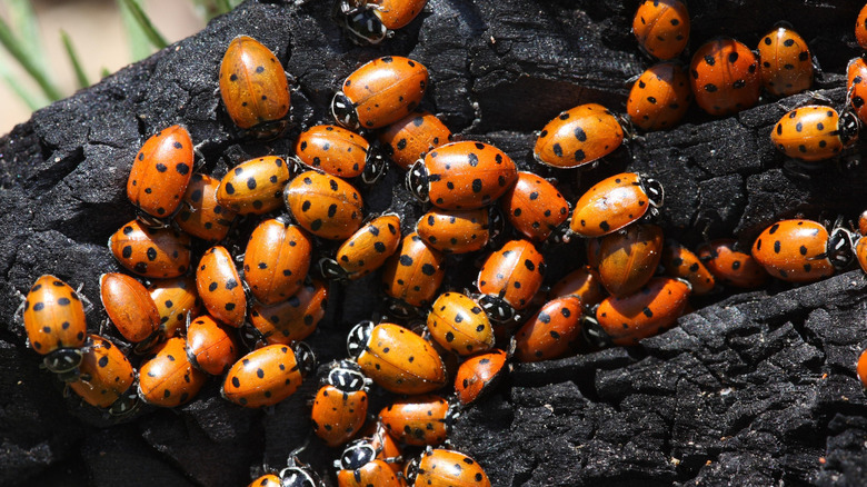 A swarm of ladybugs on an old log