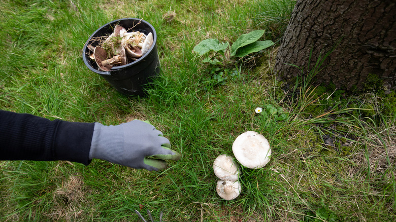 Person wearing gloves removing mushrooms from grass