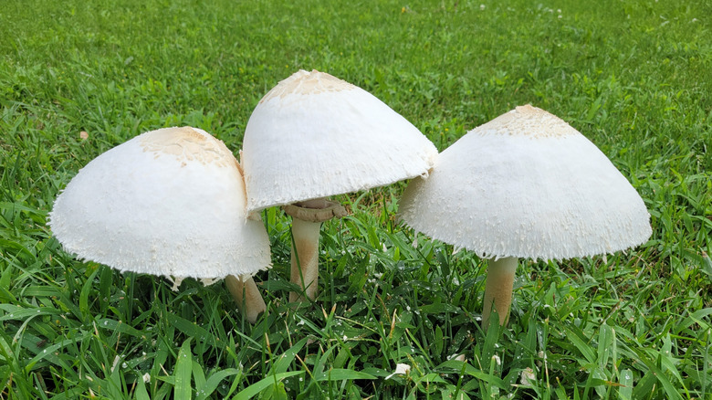 Large white mushrooms growing in grass
