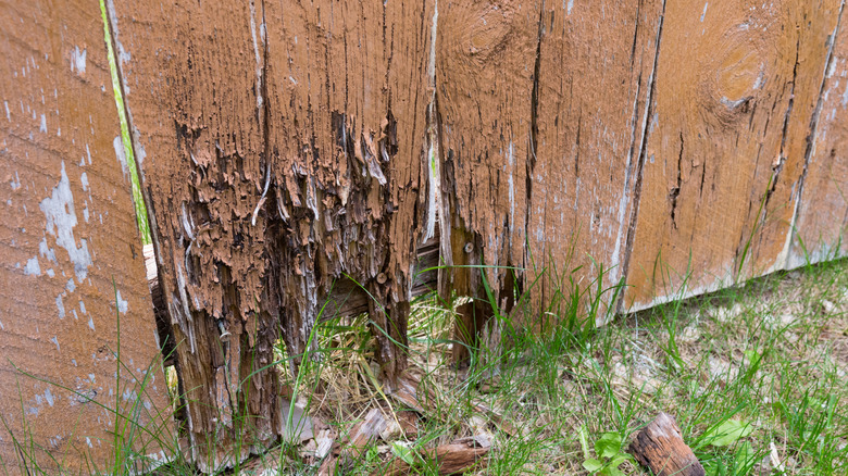 Rotting section at the bottom of a wood privacy fence
