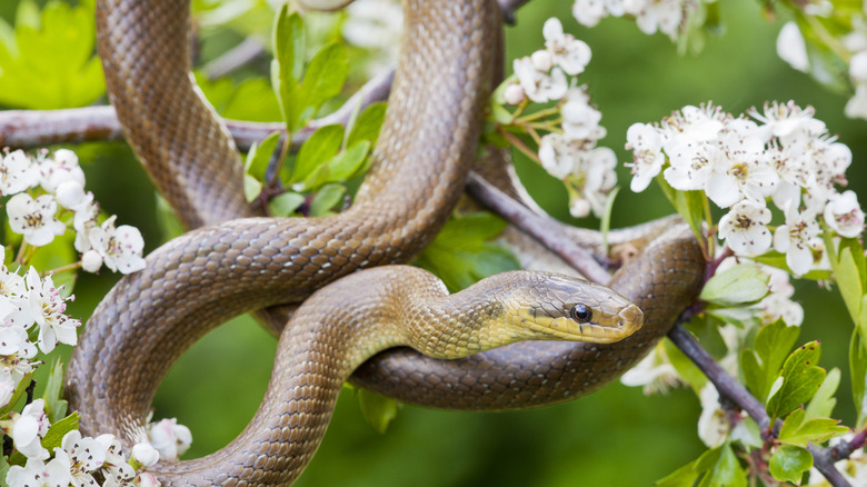 A snake in the branches of a blossoming hawthorn