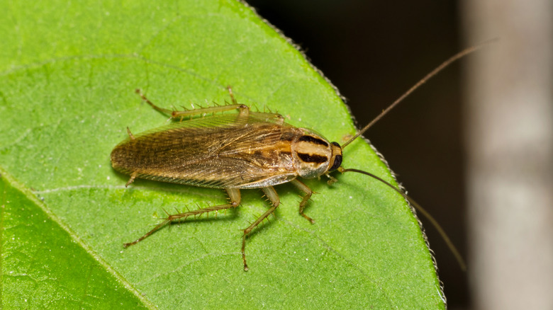 german cockroach sitting on a leaf