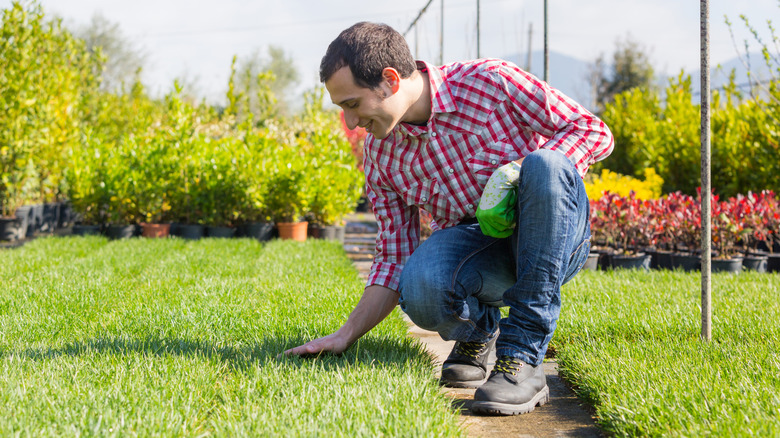 Gardener crouching down feeling grass