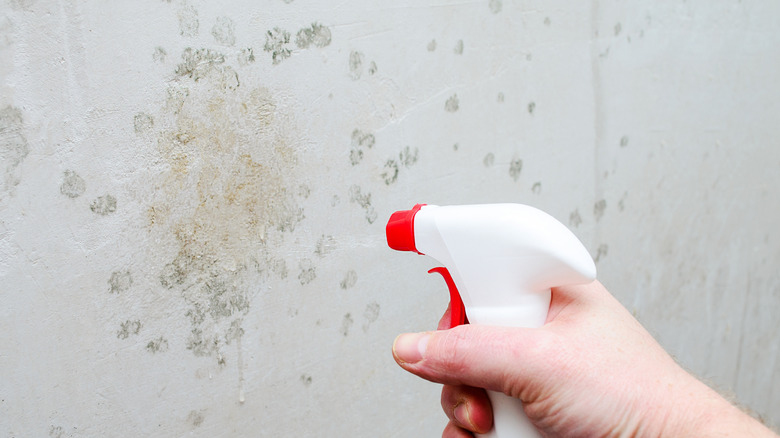 a person sprays mold on the wall
