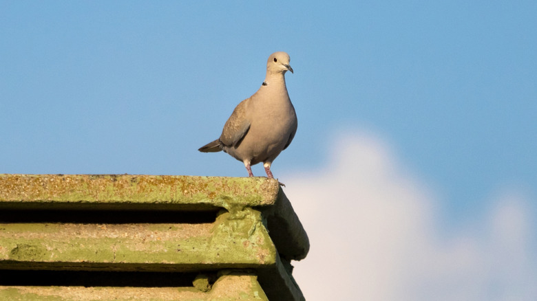 Bird sitting atop a chimney